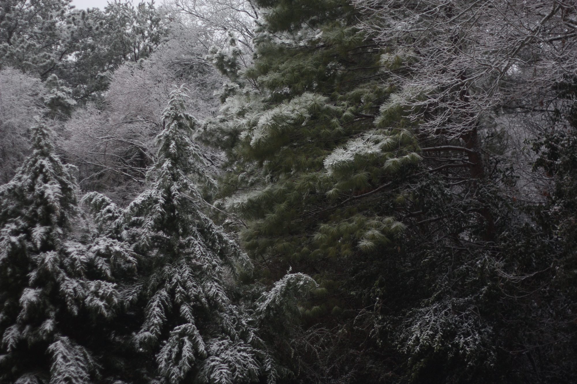 Snowy Trees — Home (2014). Color photograph by Jeff Pearson.