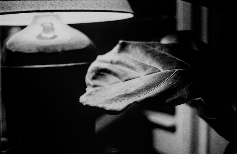 Fiddle-Leaf Fig — Home. Black and white photograph by Jeff Pearson.
